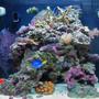 14 gallons reef tank (mostly live coral and fish) - Tank as of 1/30/07