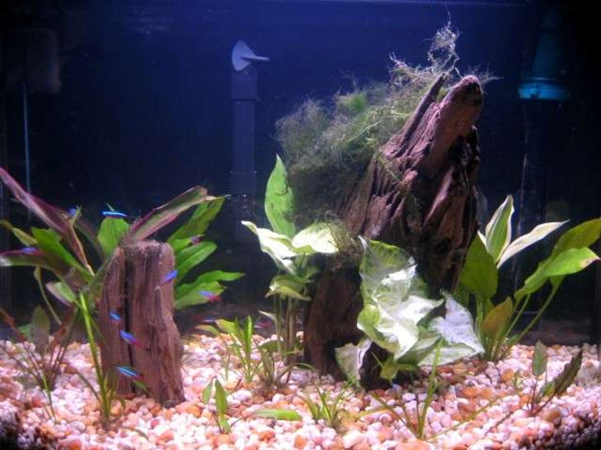 26 gallons planted tank (mostly live plants and fish) - 26 gal bow
