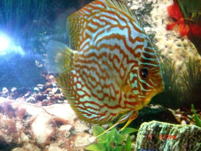 freshwater fish - symphysodon spp. - pigeon blood discus stocking in 50 gallons tank - this is an 8 month old discus that I have raised since it was an one inch baby.he does love tetra bits.