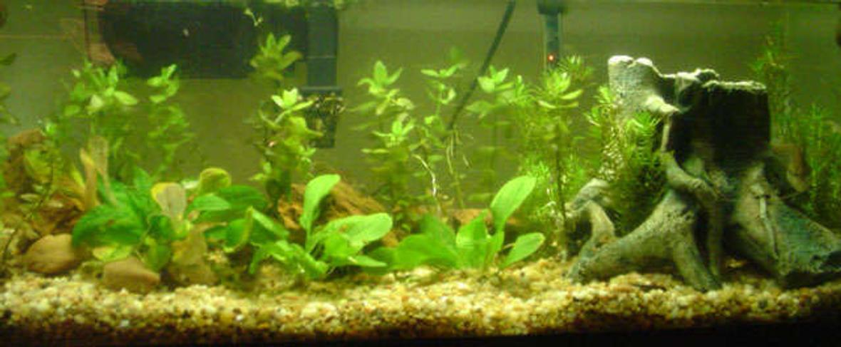 20 gallons planted tank (mostly live plants and fish) - 20 Gallon Long