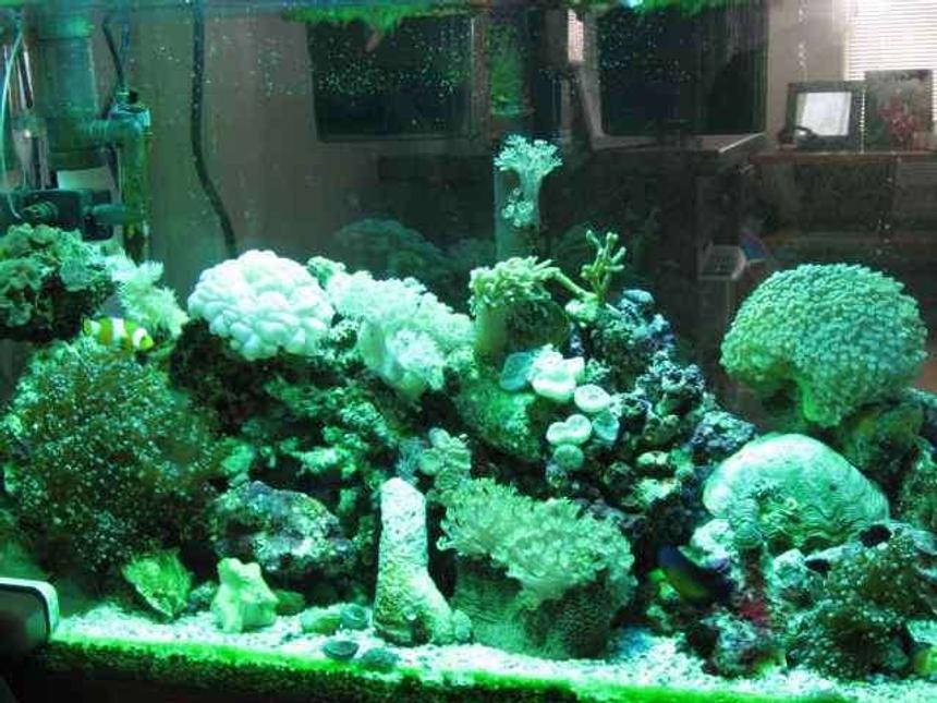 Rated #178: 29 Gallons Reef Tank - tank