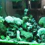 29 gallons reef tank (mostly live coral and fish) - tank