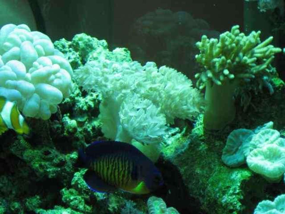 corals inverts - plerogyra sinuosa - bubble coral, white stocking in 29 gallons tank - corals