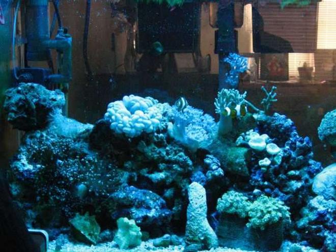 corals inverts stocking in 29 gallons tank - corals