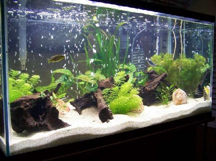 Rated #90: 55 Gallons Planted Tank - real plants with a variety of young african cichlids and rainbow sharks