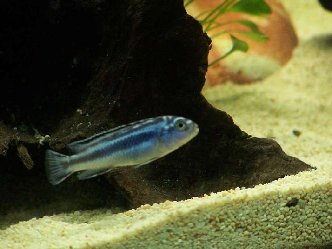 freshwater fish - melanochromis cyaneorhabdos - maingano cichlid stocking in 55 gallons tank - young maingano island johanni 
( african cichlid )