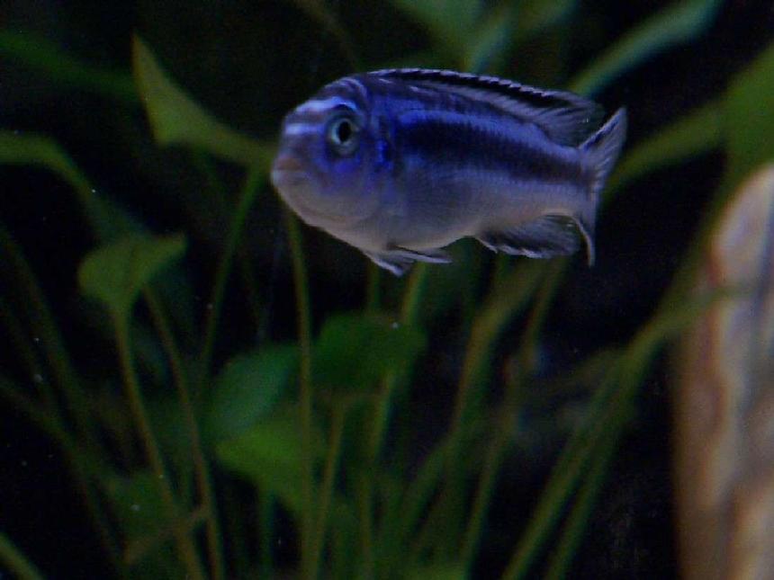 Rated #1546: Freshwater Fish - Melanochromis Cyaneorhabdos - Maingano Cichlid Stocking In 55 Gallons Tank - young maingano island johanni 
( african cichlid )