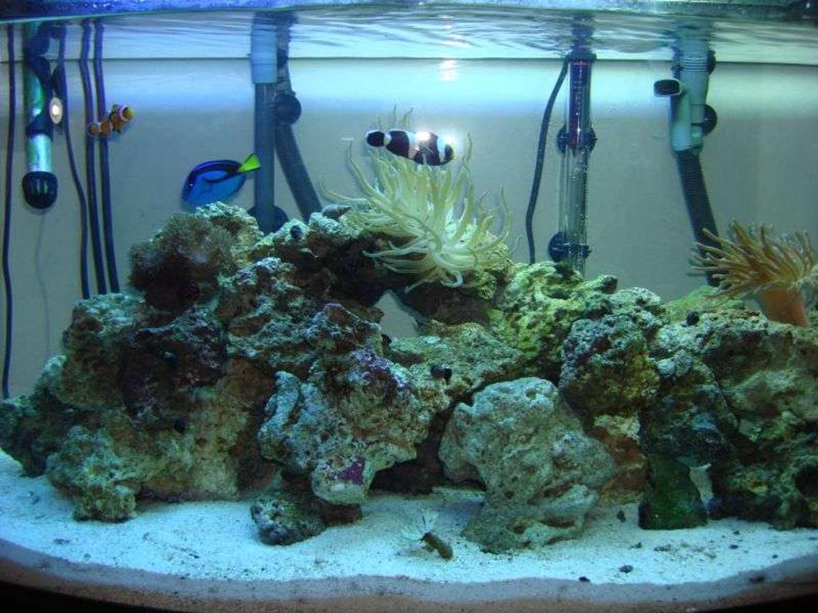 46 gallons reef tank (mostly live coral and fish) - 46 gal bow front reef