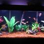 55 gallons freshwater fish tank (mostly fish and non-living decorations) - 55 gallon freshwater community tank
