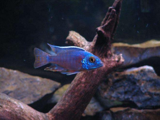 freshwater fish - aulonocara hansbaenschi - red peacock cichlid stocking in 50 gallons tank - Peacock