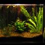 50 gallons planted tank (mostly live plants and fish) - 15g