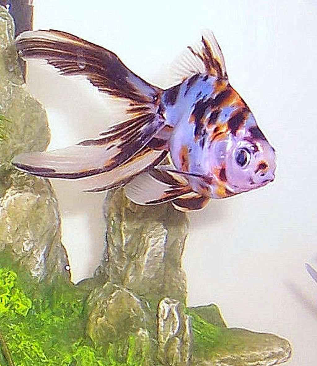 freshwater fish - carassius auratus - fantail goldfish, calico stocking in 20 gallons tank - My Calico Fantail, Flipper