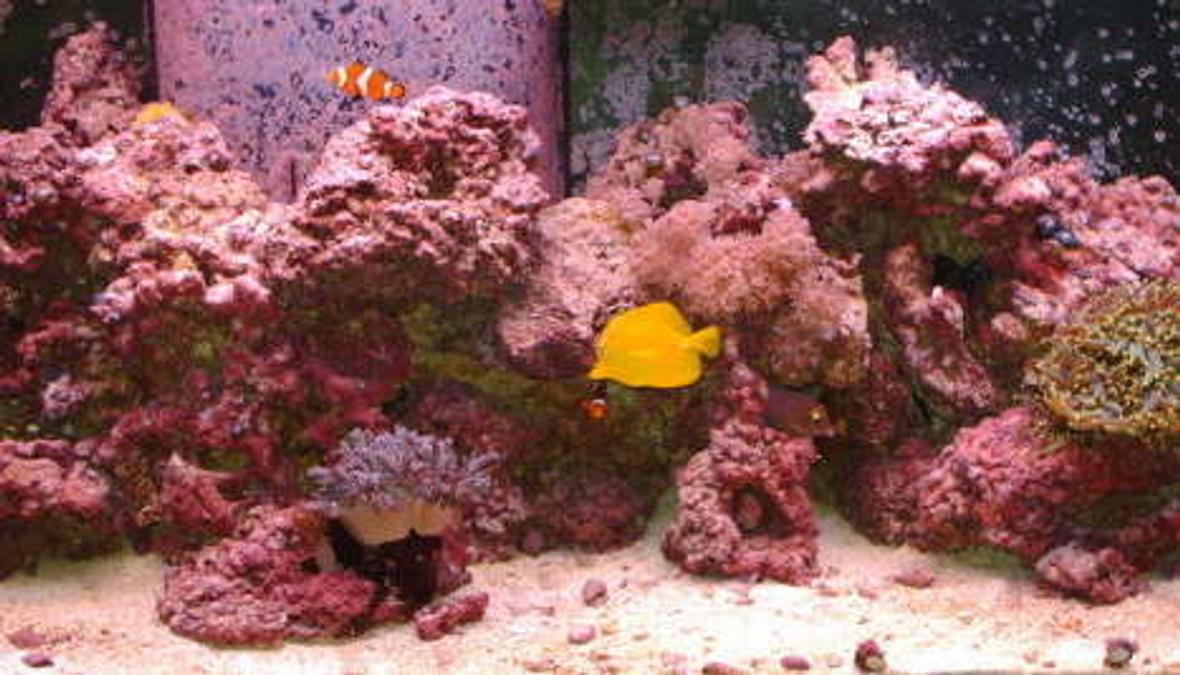 75 gallons reef tank (mostly live coral and fish) - my tank