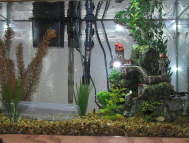 20 gallons freshwater fish tank (mostly fish and non-living decorations) - 20 gallon rectangle shape tank.