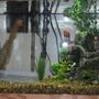 20 gallons freshwater fish tank (mostly fish and non-living decorations) - 20 gallon rectangle shape tank.