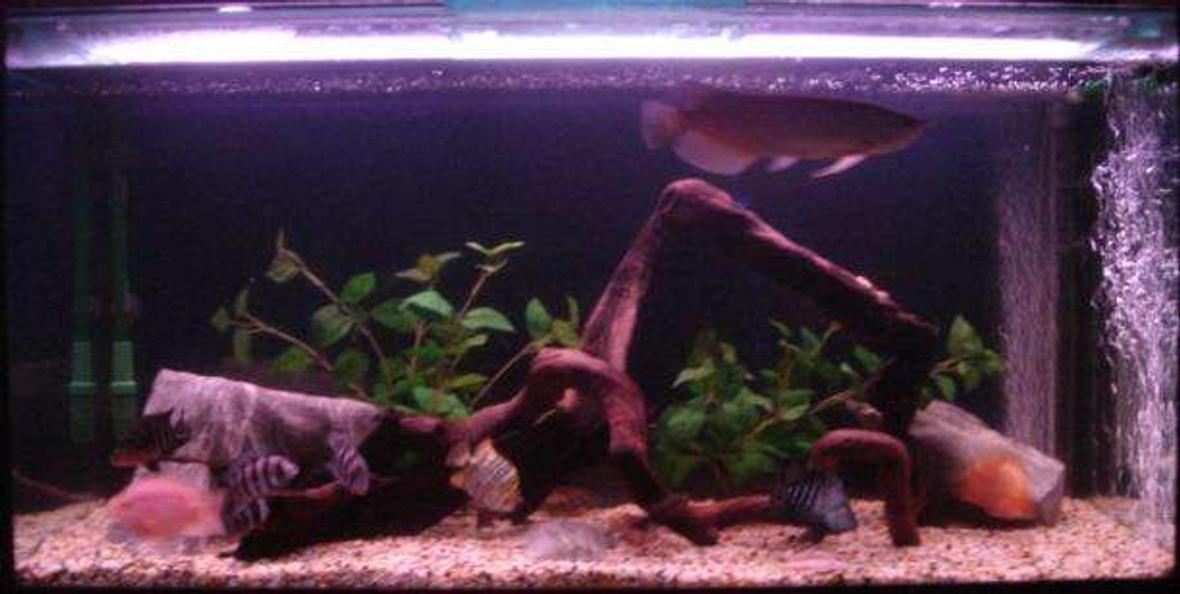 120 gallons freshwater fish tank (mostly fish and non-living decorations) - my tank