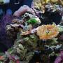 14 gallons reef tank (mostly live coral and fish) - Half tank shot