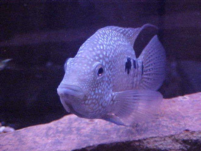 freshwater fish - herichthys cynoguttatus - texas cichlid stocking in 46 gallons tank - blue texan
