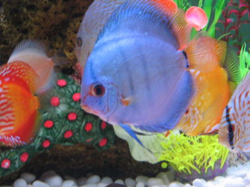 Rated #25: Freshwater Fish - Symphysodon Sp. - Blue Diamond Discus Stocking In 121 Gallons Tank - my adult discus blue cobalt