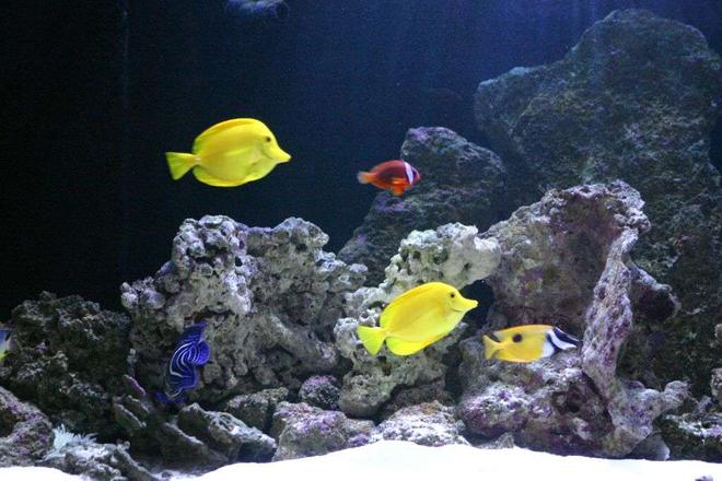 190 gallons saltwater fish tank (mostly fish, little/no live coral) - tank