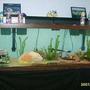 125 gallons freshwater fish tank (mostly fish and non-living decorations) - new pic of my 15''oscar in his 125 gallon tank with 3 pleco's and some gold fish , guppies and a male convict and also a female convict