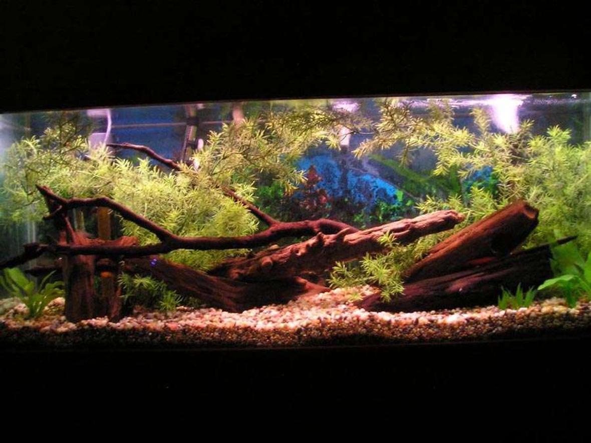 55 gallons freshwater fish tank (mostly fish and non-living decorations) - this is a 55 gal tank "artificial plants"