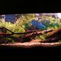 55 gallons freshwater fish tank (mostly fish and non-living decorations) - this is a 55 gal tank "artificial plants"