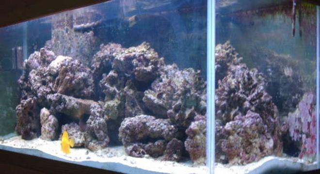 75 gallons reef tank (mostly live coral and fish) - 75 gal, 80 lbs live rock, 90 lbs live sand. fish are a yellow tang, kole tang, two clowns, spotted mandarin, and a cleaner shrimp.