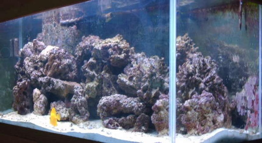 Rated #184: 75 Gallons Reef Tank - 75 gal, 80 lbs live rock, 90 lbs live sand. fish are a yellow tang, kole tang, two clowns, spotted mandarin, and a cleaner shrimp.