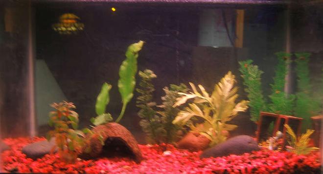 10 gallons freshwater fish tank (mostly fish and non-living decorations) - 10gal betta tank