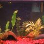 10 gallons freshwater fish tank (mostly fish and non-living decorations) - 10gal betta tank
