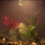 10 gallons freshwater fish tank (mostly fish and non-living decorations) - 5gal betta tank