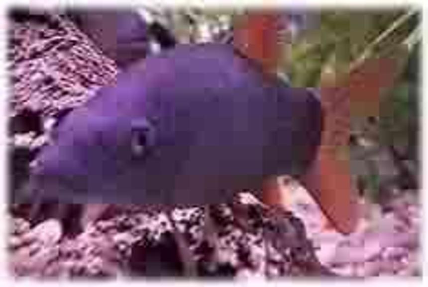 Rated #2381: Freshwater Fish - Botia Modesta - Blue Botia Stocking In 29 Gallons Tank - Blue Botia named: Dr. Suess