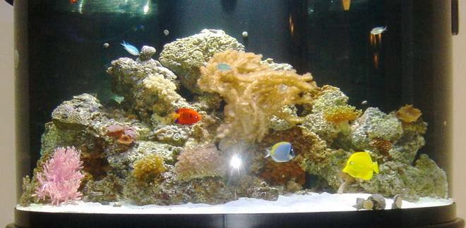 76 gallons reef tank (mostly live coral and fish)