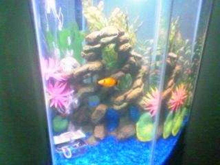 Rated #547: 10 Gallons Freshwater Fish Tank - Blue gravel, rock, three different types of non living plants plants, two pink flowers, air bubble treasure chest, two orange and black laverne & shirley platys fish