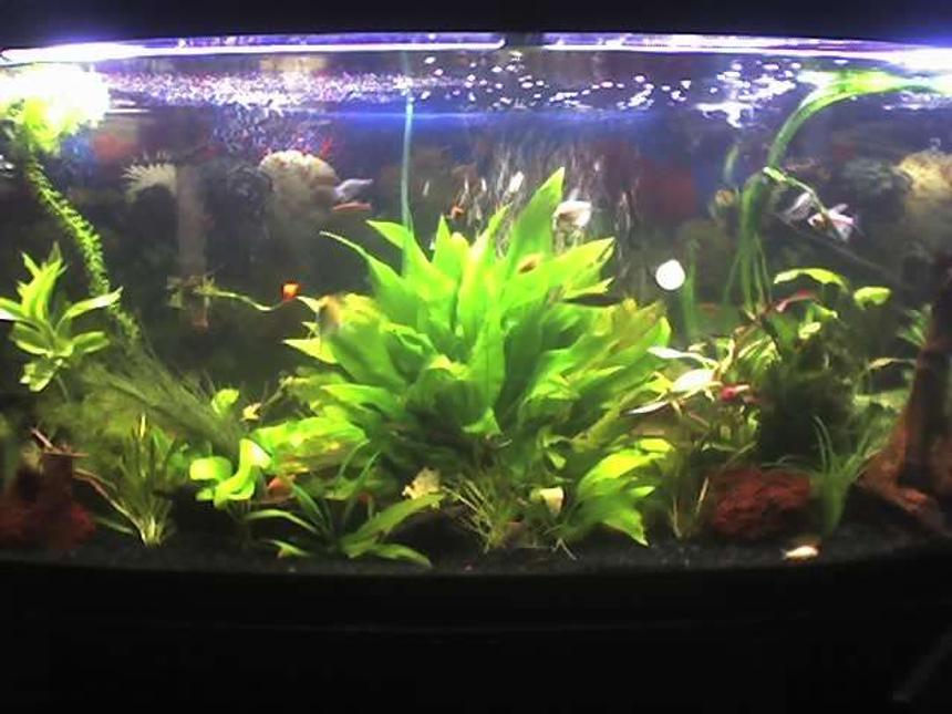 Rated #113: 72 Gallons Planted Tank - Any suggestions?