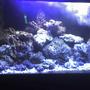 72 gallons saltwater fish tank (mostly fish, little/no live coral) - Nite time!