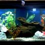 55 gallons freshwater fish tank (mostly fish and non-living decorations) - Close up of my 55 gal aquarium