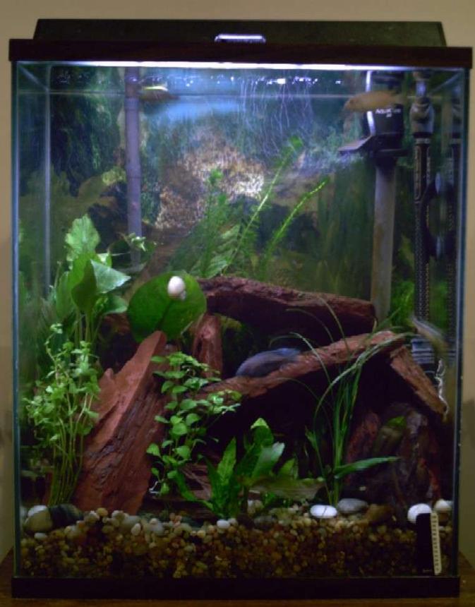 20 gallons freshwater fish tank (mostly fish and non-living decorations) - My 20xh.