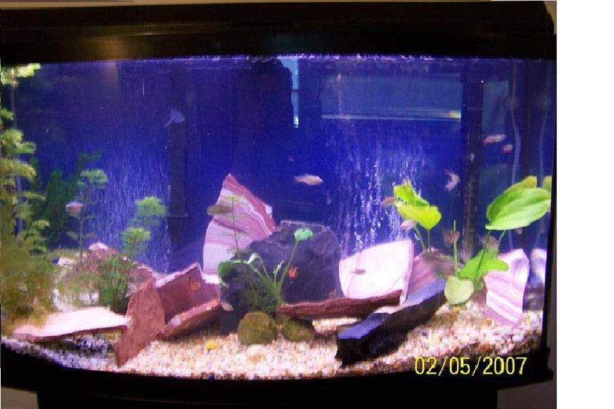 Rated #2201: 46 Gallons Planted Tank - 46 gallon bowed front, 25 assorted tetras, 1 12 dollar shrimp, 4 assorted live plants