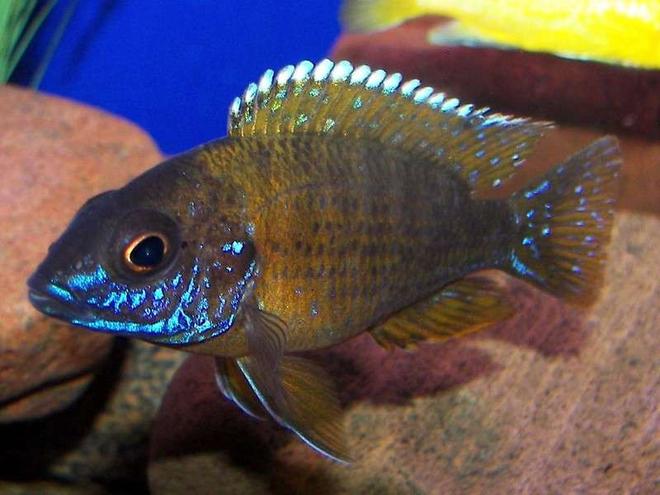 freshwater fish - aulonocara stuartgranti - ngara flametail stocking in 55 gallons tank - Juvie Flametail