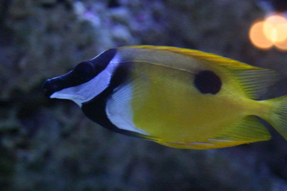 saltwater fish - siganus unimaculatus - one spot foxface stocking in 190 gallons tank - foxy leeann