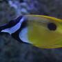 saltwater fish - siganus unimaculatus - one spot foxface stocking in 190 gallons tank - foxy leeann