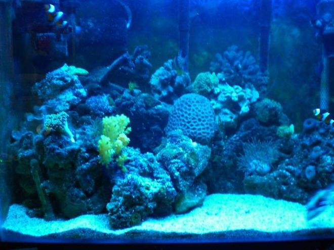 20 gallons reef tank (mostly live coral and fish) - 20 gallon reef tank, at night with duel actninic on.
