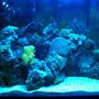 20 gallons reef tank (mostly live coral and fish) - 20 gallon reef tank, at night with duel actninic on.