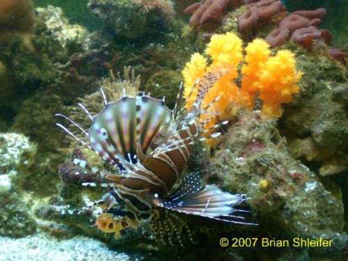 saltwater fish - dendrochirus brachypterus - fuzzy dwarf lionfish stocking in 20 gallons tank - Dwarf Lion Fish