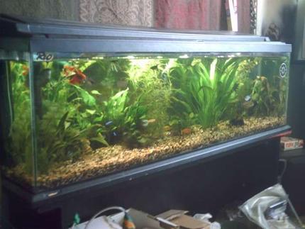 35 gallons planted tank (mostly live plants and fish) - not much in the way of ground cover plants as yet and i am still undecided as i have got clown loaches and they spend all day rummaging around in the gravel , I am going to try some pygmy chain sword although i quite like the way the tank looks now