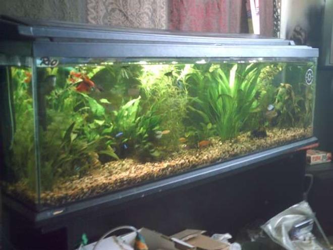 35 gallons planted tank (mostly live plants and fish) - not much in the way of ground cover plants as yet and i am still undecided as i have got clown loaches and they spend all day rummaging around in the gravel , I am going to try some pygmy chain sword although i quite like the way the tank looks now