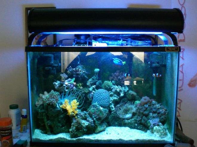 20 gallons reef tank (mostly live coral and fish) - 20g tank, with over 15 different corals.