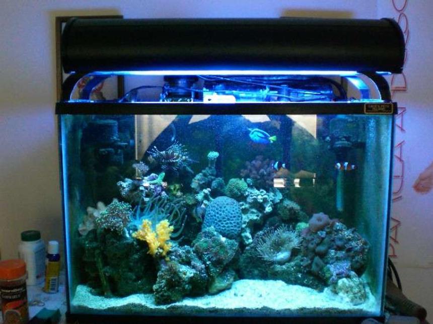 Rated #151: 20 Gallons Reef Tank - 20g tank, with over 15 different corals.